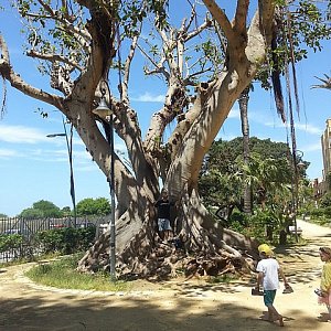 historické tropické zahrady a záhadný strom